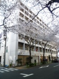 　桜の名所「さくら通り」側から撮影